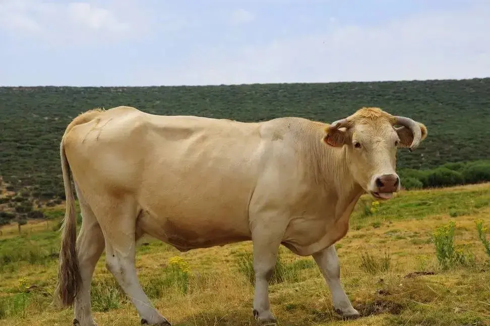 肉牛母牛的养殖技术_养殖肉牛母牛技术视频_肉牛母牛养殖模式