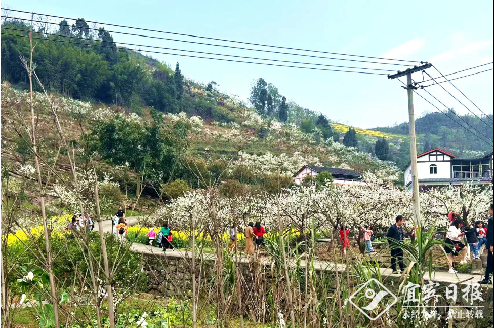 宜宾致富石材_宜宾种植致富模式_宜宾种植基地