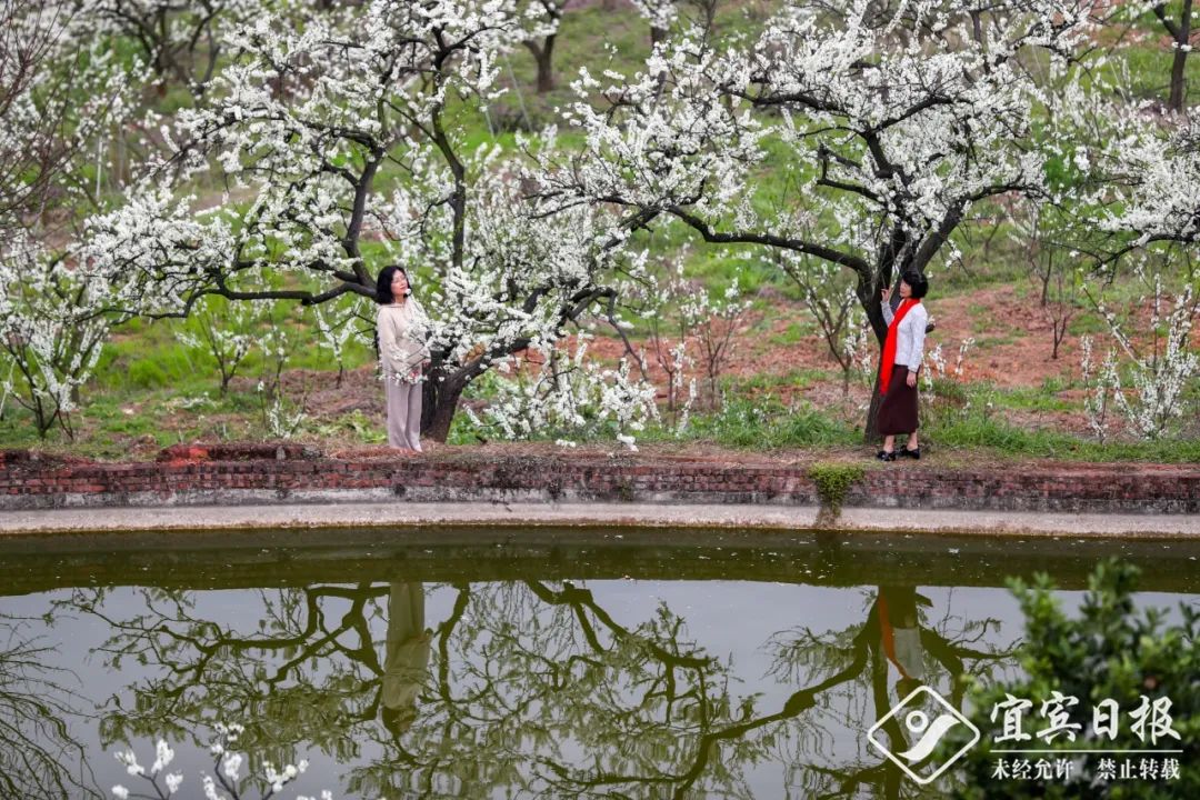 宜宾种植致富模式_宜宾种植基地_宜宾致富石材