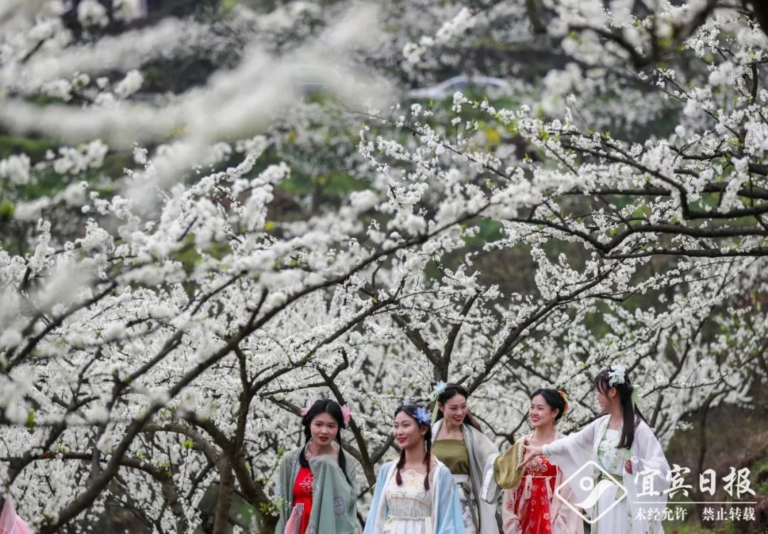 宜宾致富石材_宜宾种植基地_宜宾种植致富模式