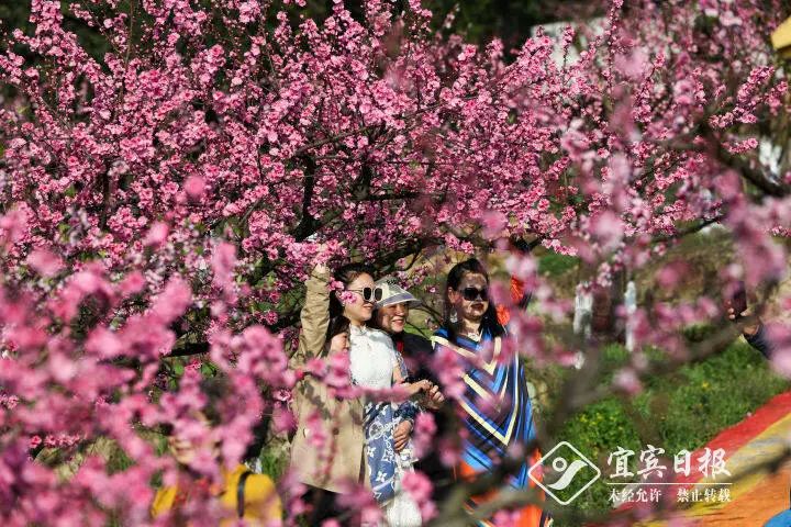 宜宾种植致富模式_宜宾种植基地_宜宾致富石材