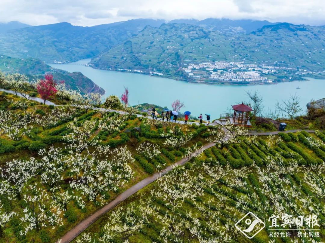 宜宾种植基地_宜宾种植致富模式_宜宾致富石材