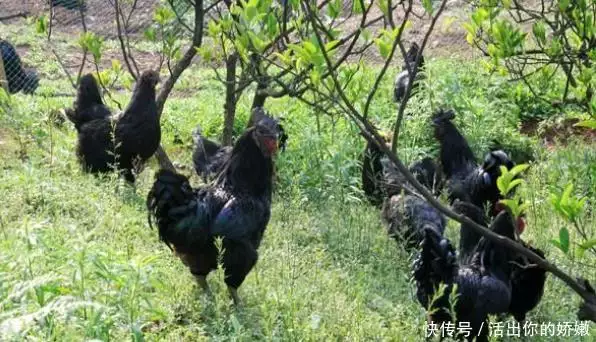 乌骨鸡养殖技术_养殖乌骨鸡技术要求高吗_养殖乌骨鸡技术视频