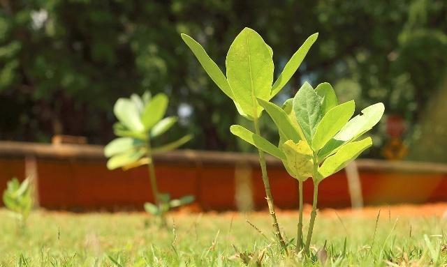 蓝莓养殖技术的书籍_蓝莓养殖和种植方法_如何养殖蓝莓