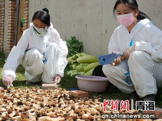 致富大棚种植豆角好吗_大棚豆角种植 致富_致富大棚种植豆角视频