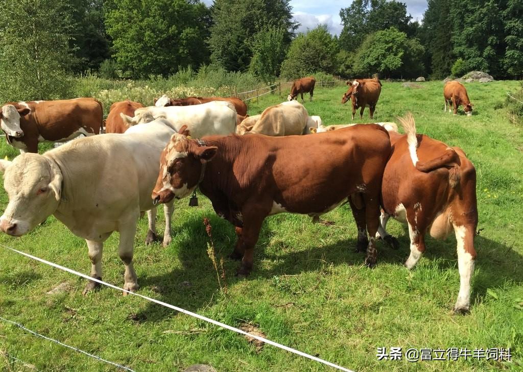 养殖肉牛母牛技术规范_肉牛母牛养殖模式_肉牛母牛的养殖技术