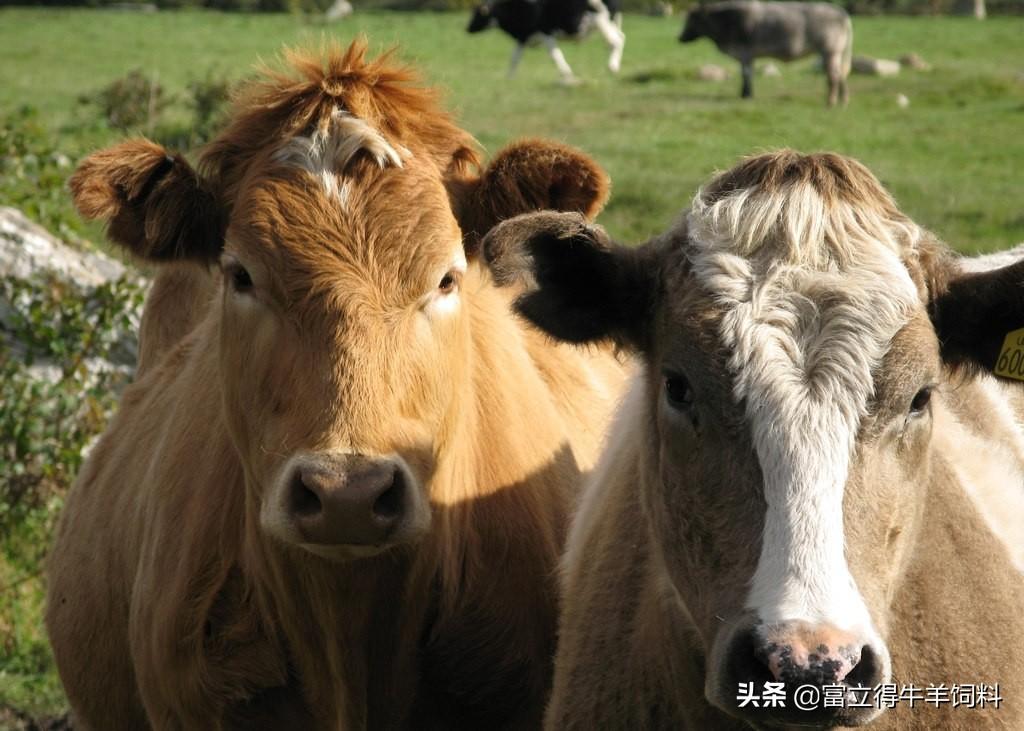 肉牛母牛的养殖技术_肉牛母牛养殖模式_养殖肉牛母牛技术规范