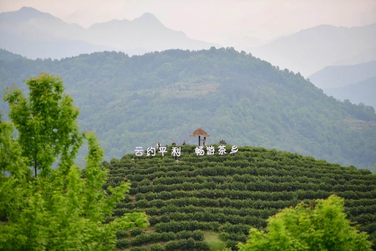 湖北种植绞股蓝致富_绞股蓝种植前景_致富经绞股蓝种植视频