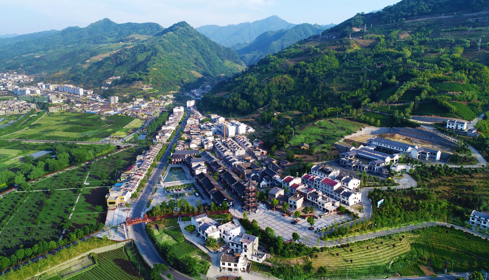 绞股蓝种植前景_致富经绞股蓝种植视频_湖北种植绞股蓝致富