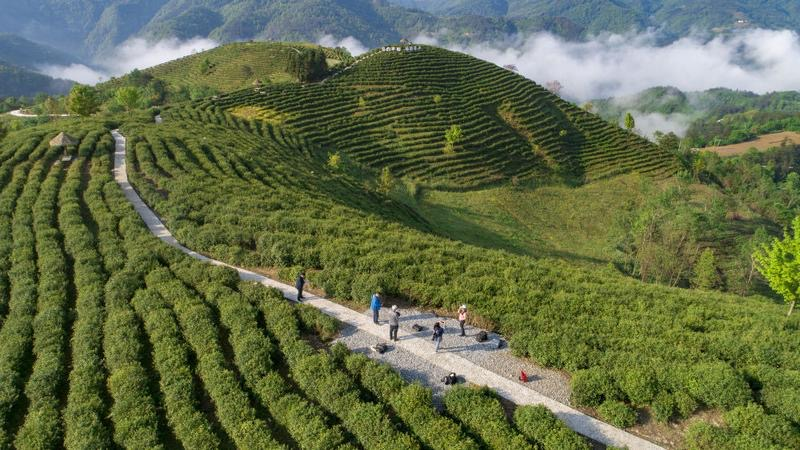 湖北种植绞股蓝致富_绞股蓝种植前景_致富经绞股蓝种植视频