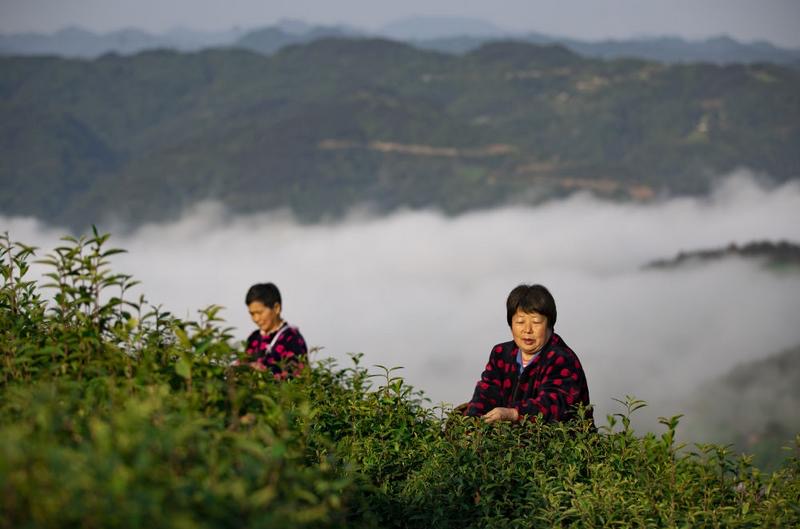 绞股蓝种植前景_湖北种植绞股蓝致富_致富经绞股蓝种植视频