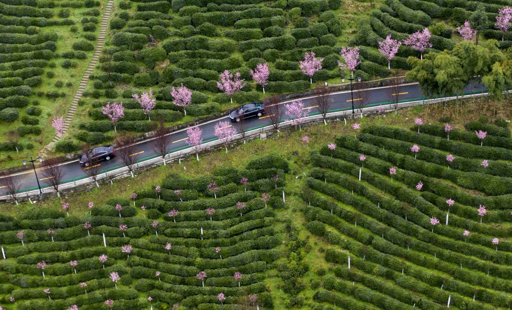 湖北种植绞股蓝致富_致富经绞股蓝种植视频_绞股蓝种植前景