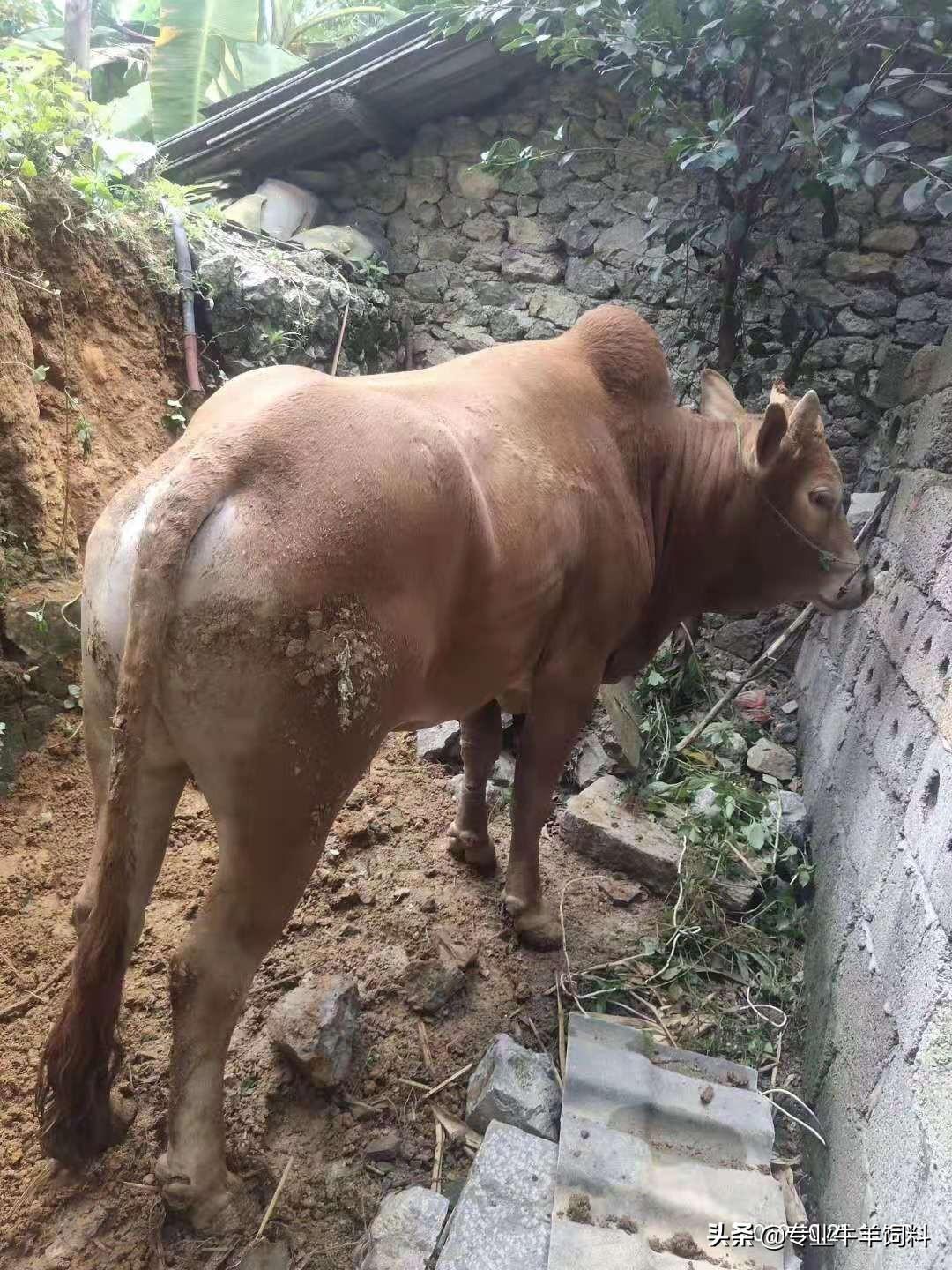 肉牛母牛的饲养技术_肉牛母牛的养殖技术_养殖肉牛母牛技术视频