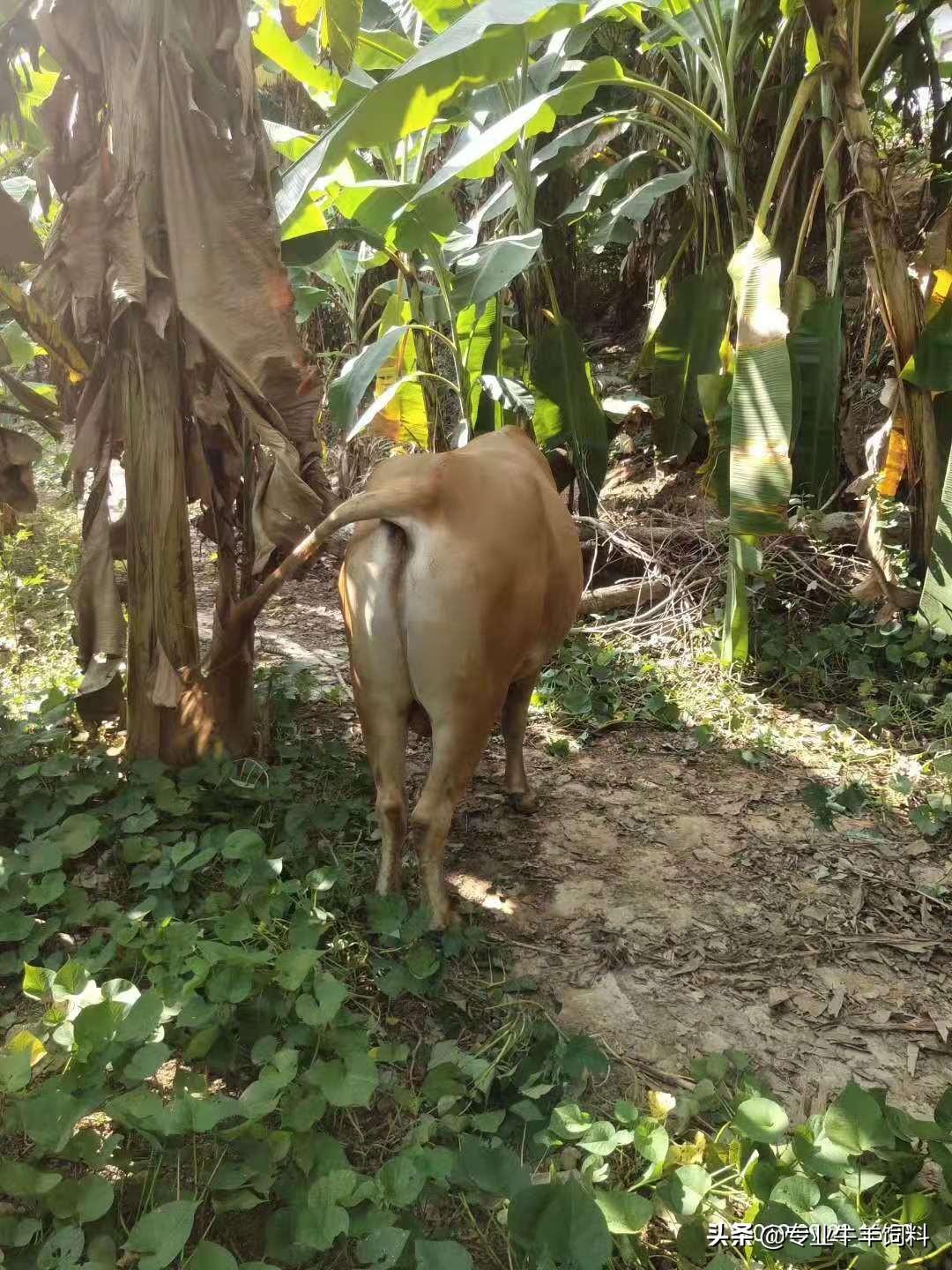 肉牛母牛的养殖技术_肉牛母牛的饲养技术_养殖肉牛母牛技术视频