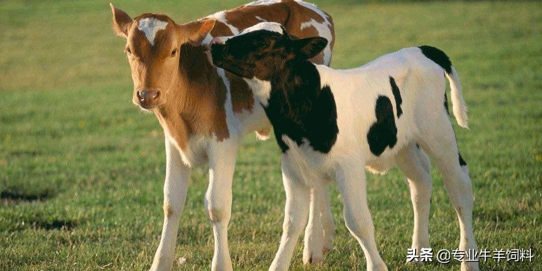 肉牛母牛的饲养技术_养殖肉牛母牛技术视频_肉牛母牛的养殖技术