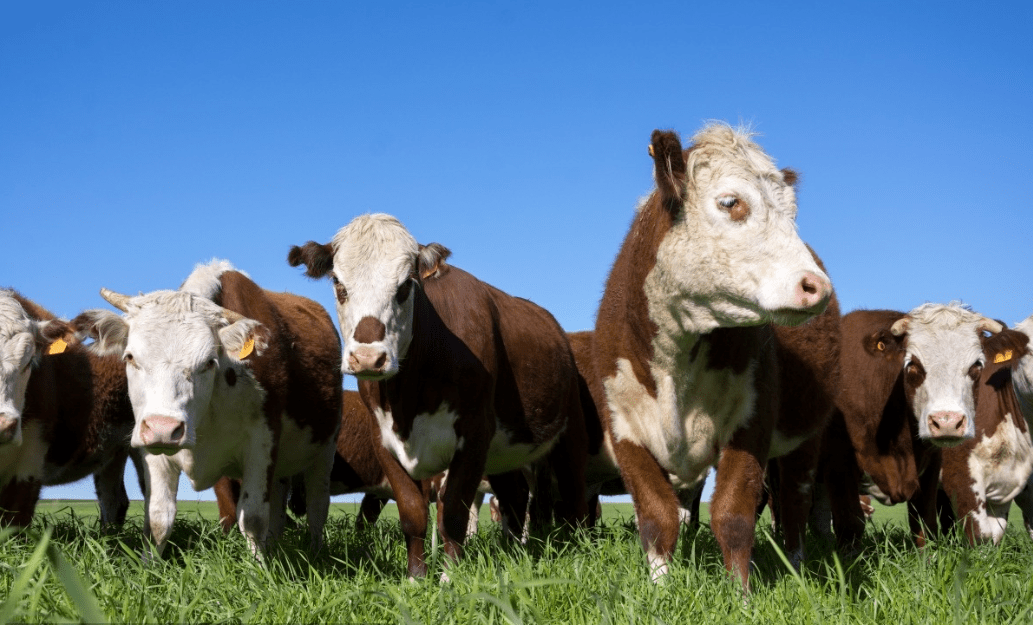 养殖肉牛母牛技术规范_养殖肉牛母牛技术要求_肉牛母牛的养殖技术