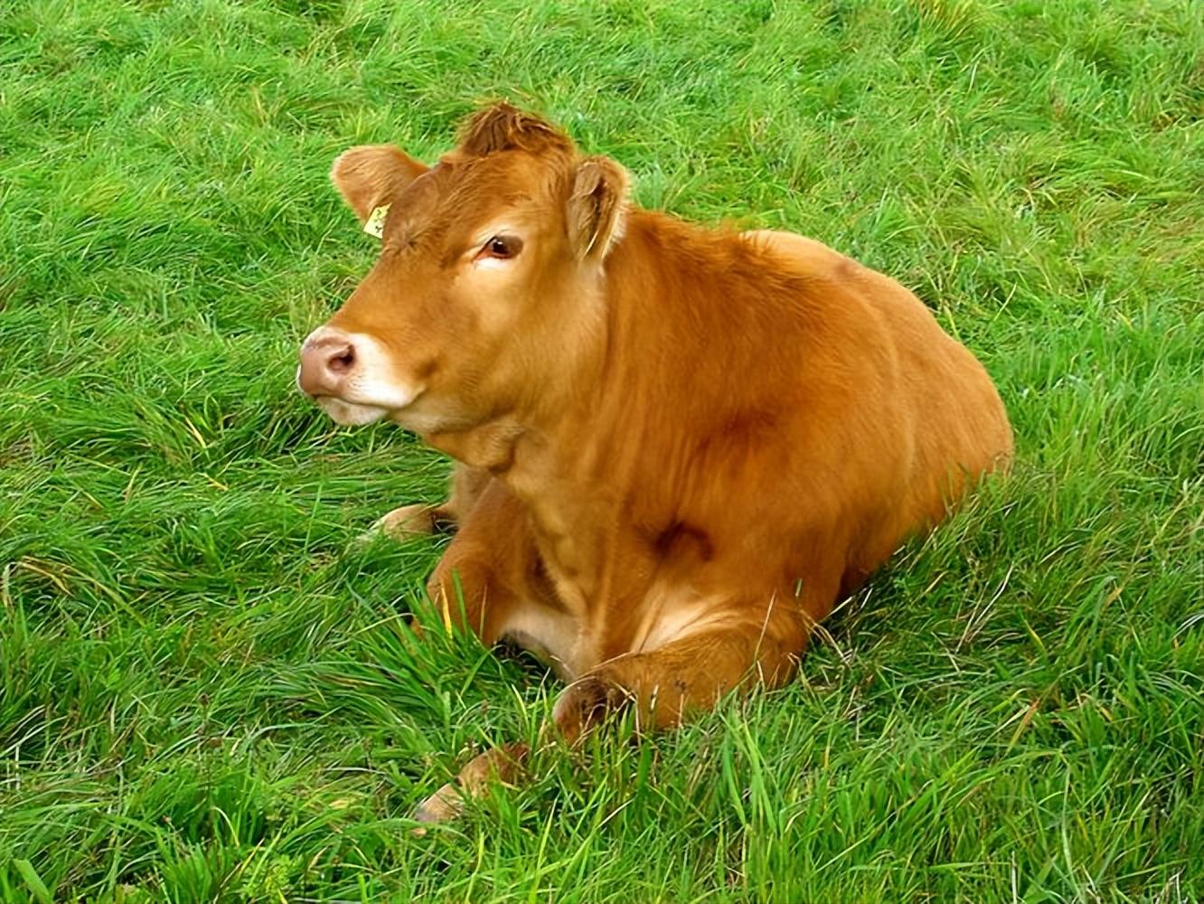 养殖肉牛母牛技术规范_养殖肉牛母牛技术要求_肉牛母牛的养殖技术