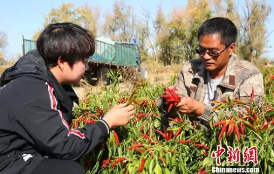 从四川到新疆“80后”小伙种植露地蔬菜闯出致富路播报文章