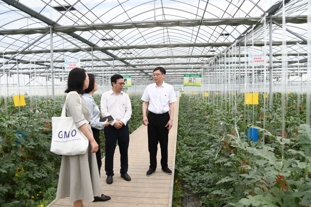 致富经西瓜种植全视频_种植西瓜致富项目_致富西瓜种植项目介绍