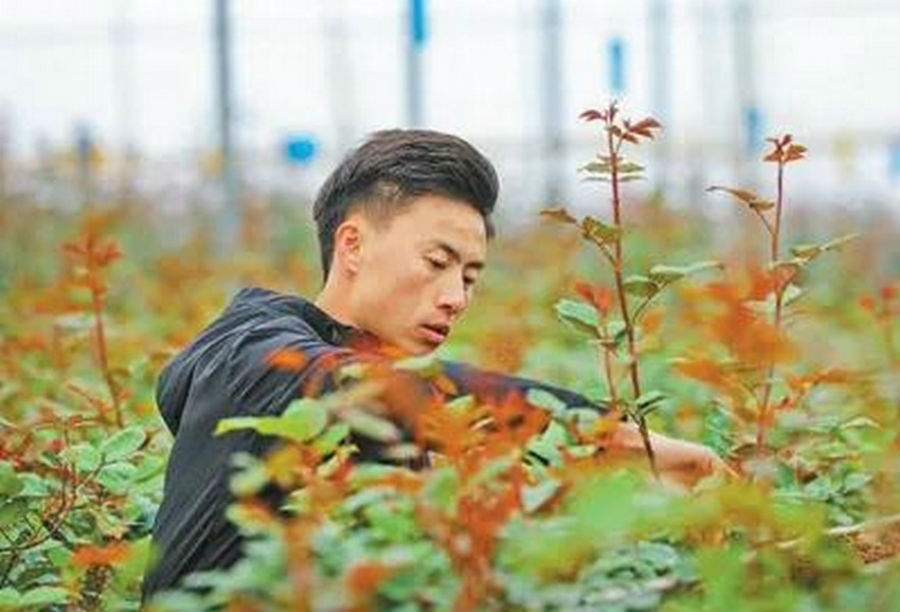 花卉致富种植农民图片_农民花卉种植致富_农村种花致富能人