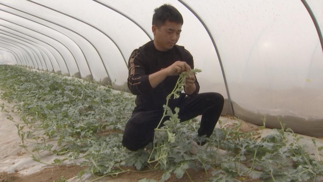 致富西瓜种植项目怎么样_种植西瓜致富项目_致富西瓜种植项目介绍