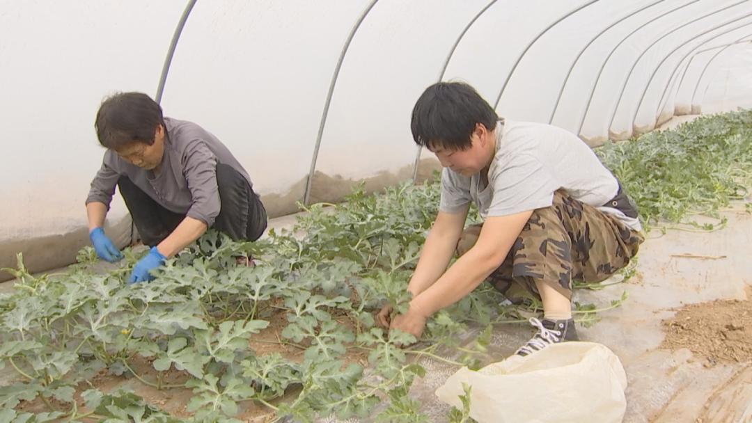 种植西瓜致富项目_致富西瓜种植项目介绍_致富西瓜种植项目怎么样