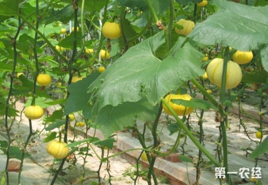 致富大棚种植豆角好吗_大棚种植豆角技术_大棚豆角种植 致富