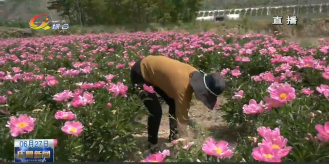 庆阳种什么庄稼_庆阳种植什么最赚钱_庆阳农民种植致富