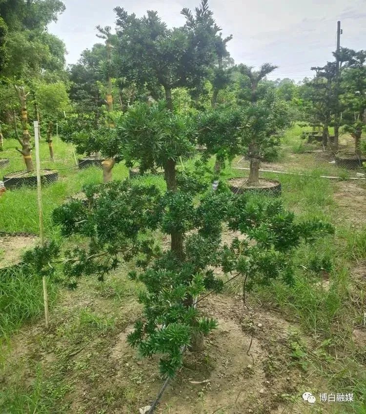 花卉致富种植农民图片_农村种花致富能人_农民花卉种植致富