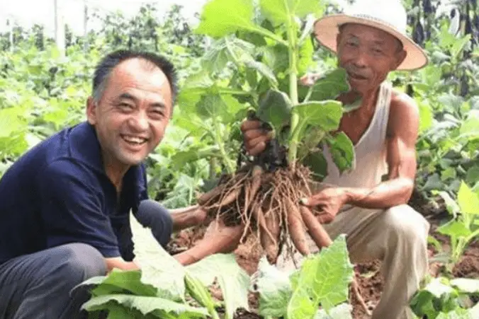 国外种植技术_国外种植业_国外种植致富