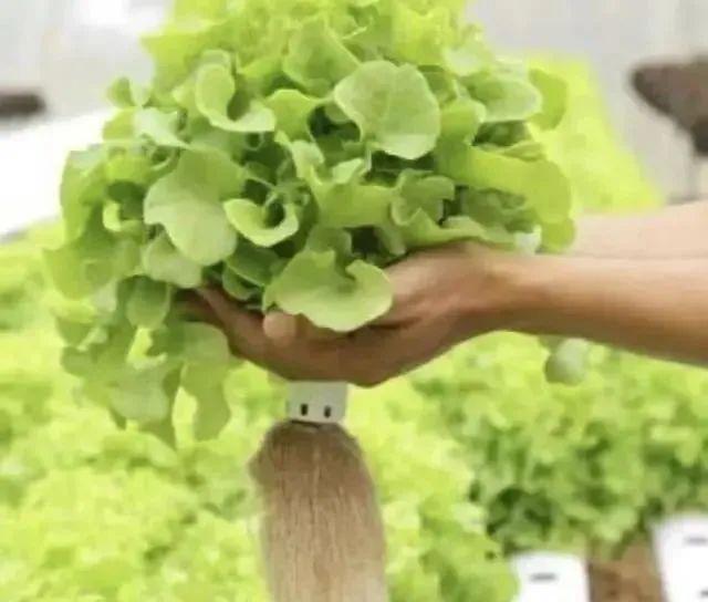 致富经无土栽培视频_有机质无土种植致富经_致富经大棚无土种植