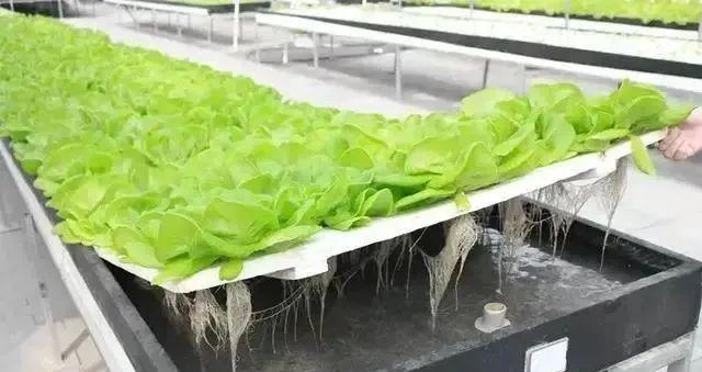 有机质无土种植致富经_致富经大棚无土种植_致富经无土栽培视频