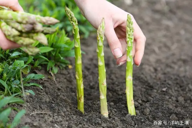 种植水笋致富_致富笋种植水位多高_种竹笋赚钱吗