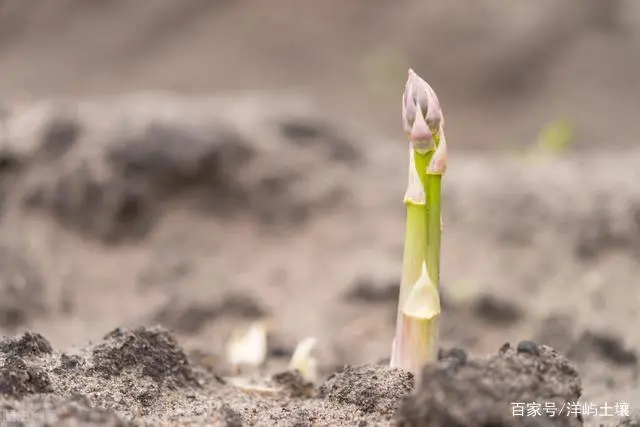 致富笋种植水位多高_种植水笋致富_种竹笋赚钱吗