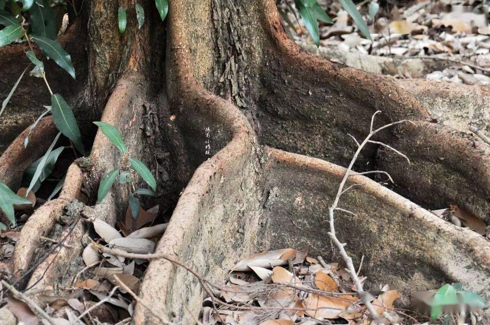 笋种植_种植水笋致富_致富笋种植水位多高