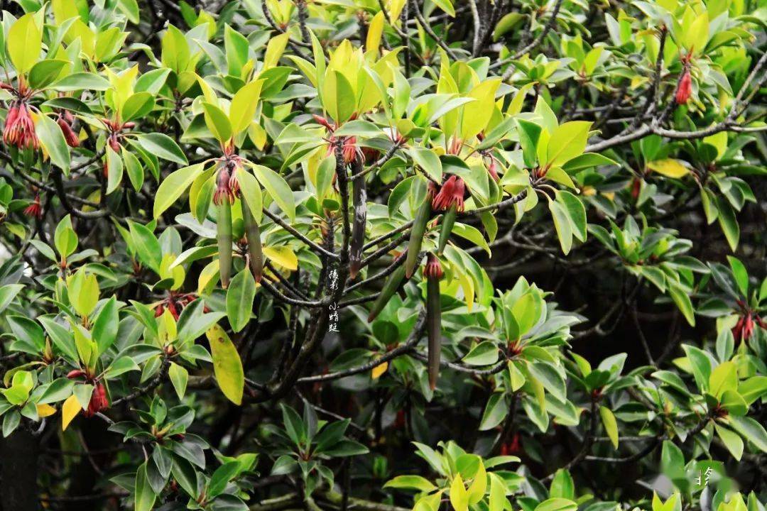 致富笋种植水位多高_笋种植_种植水笋致富