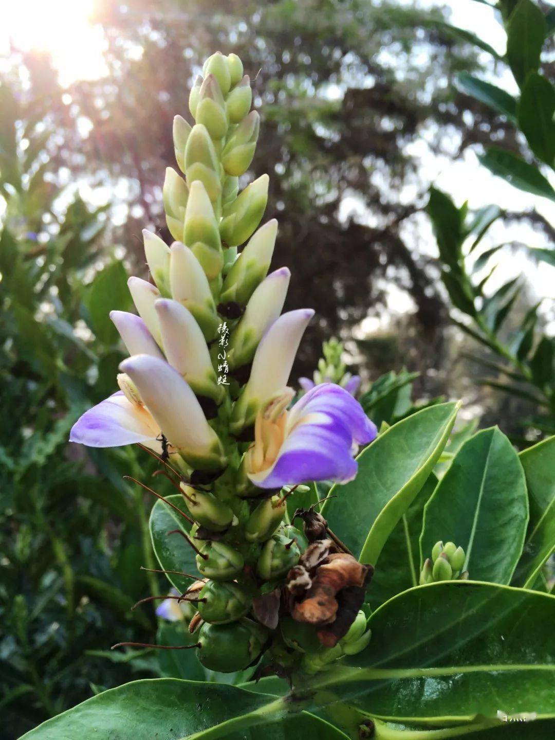 笋种植_种植水笋致富_致富笋种植水位多高