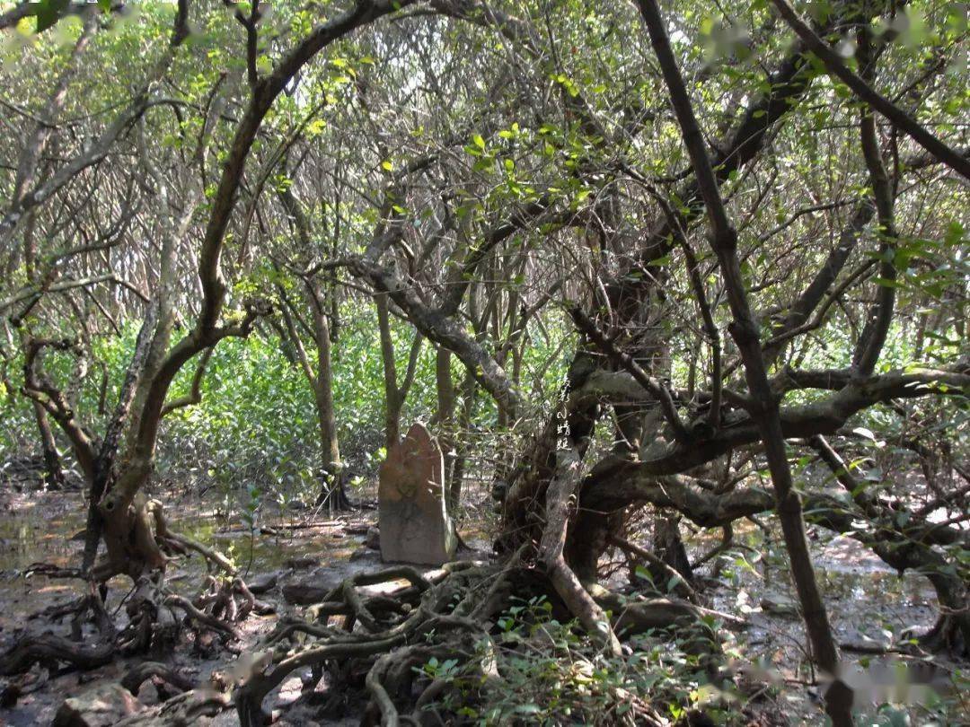 种植水笋致富_笋种植_致富笋种植水位多高