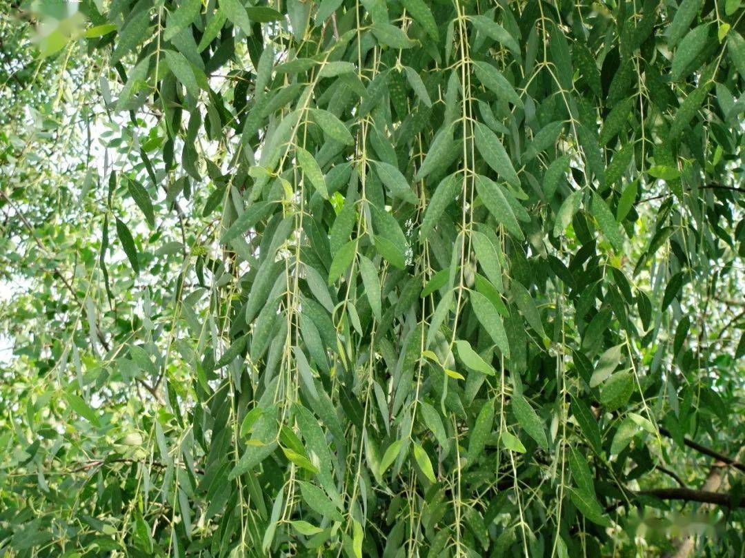 致富笋种植水位多高_笋种植_种植水笋致富