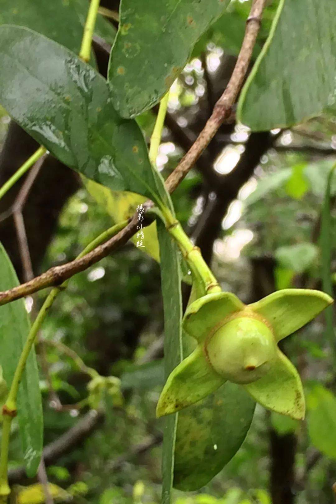 笋种植_致富笋种植水位多高_种植水笋致富