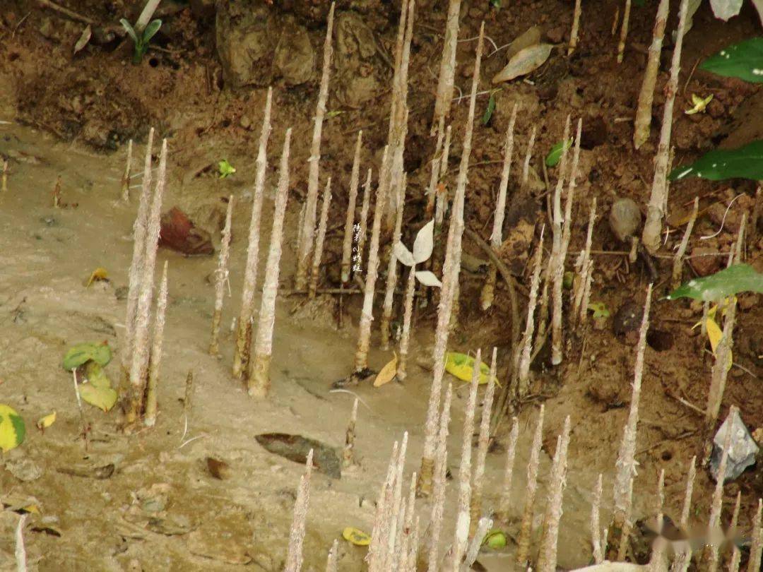 种植水笋致富_致富笋种植水位多高_笋种植