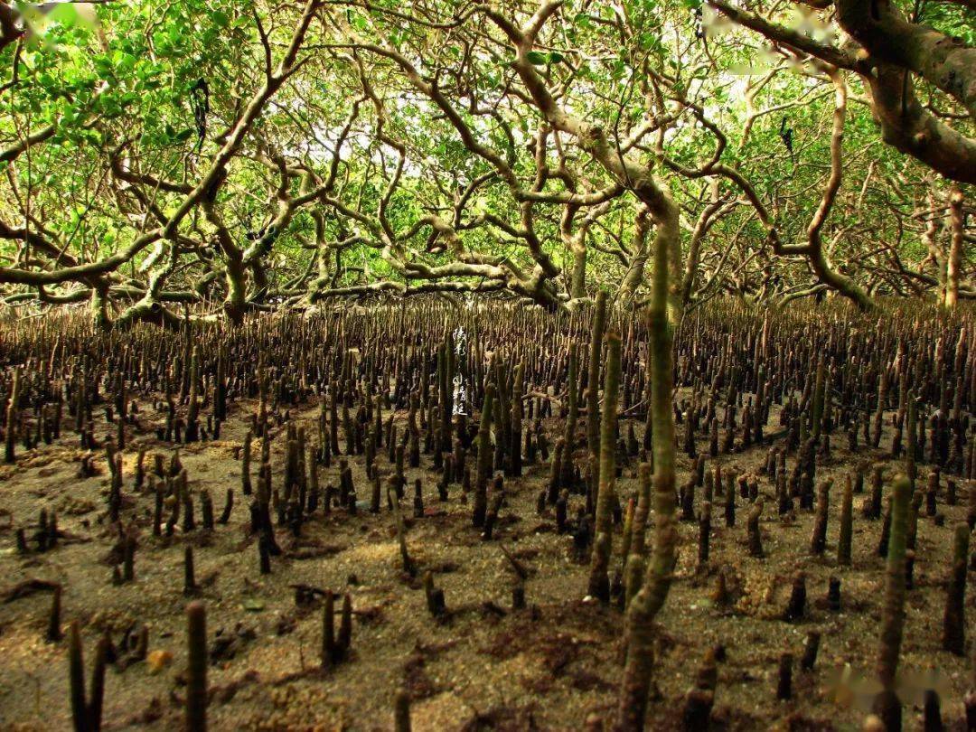 致富笋种植水位多高_笋种植_种植水笋致富