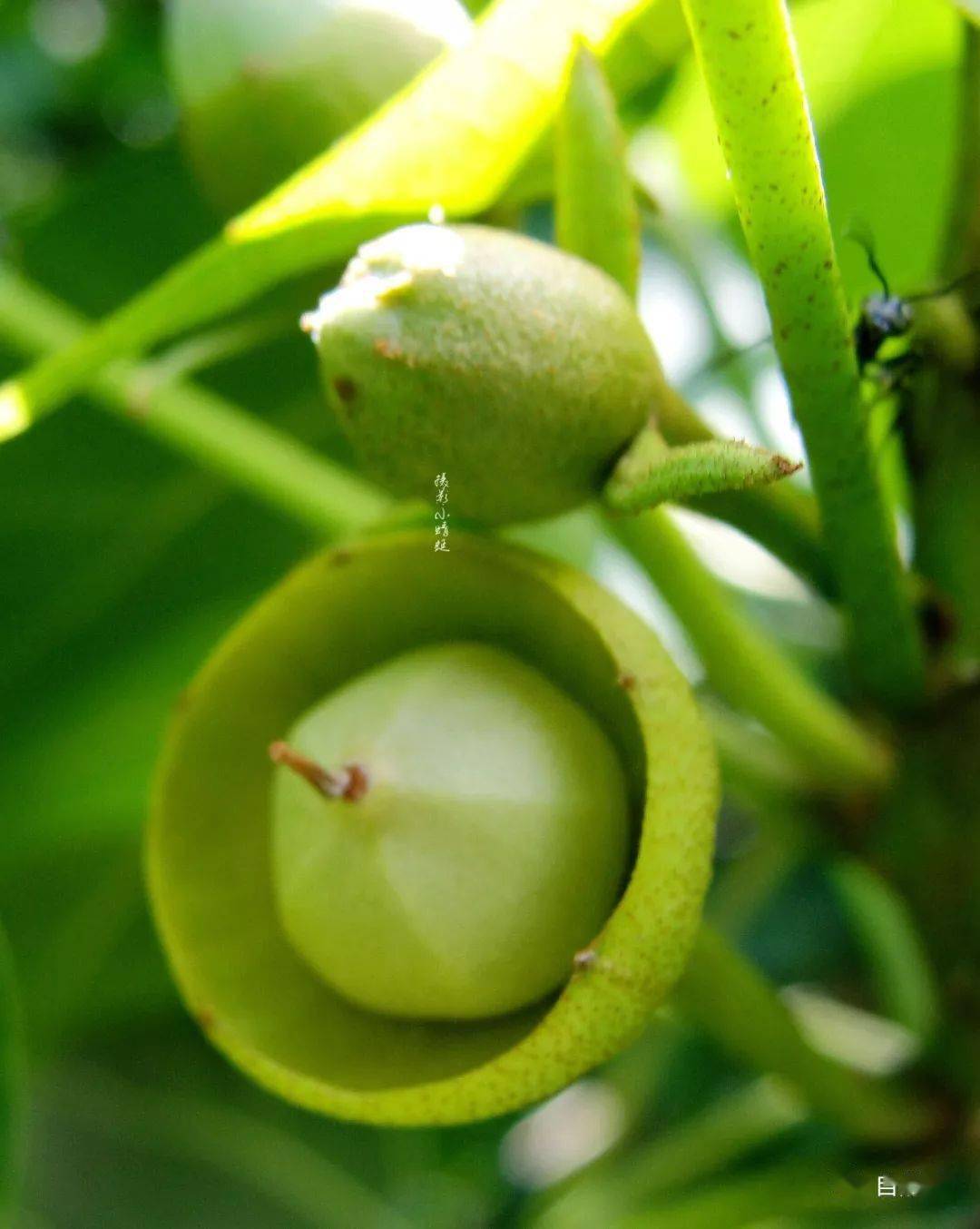 致富笋种植水位多高_种植水笋致富_笋种植