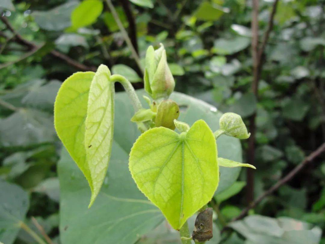 致富笋种植水位多高_笋种植_种植水笋致富