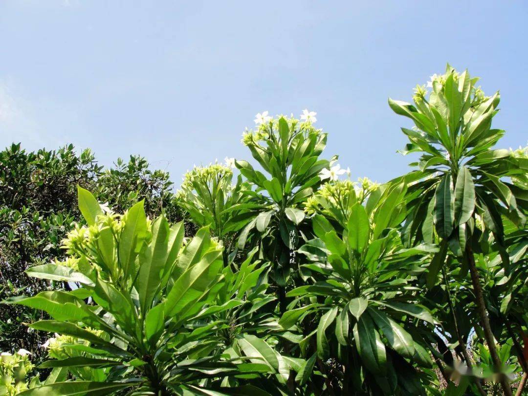 笋种植_种植水笋致富_致富笋种植水位多高