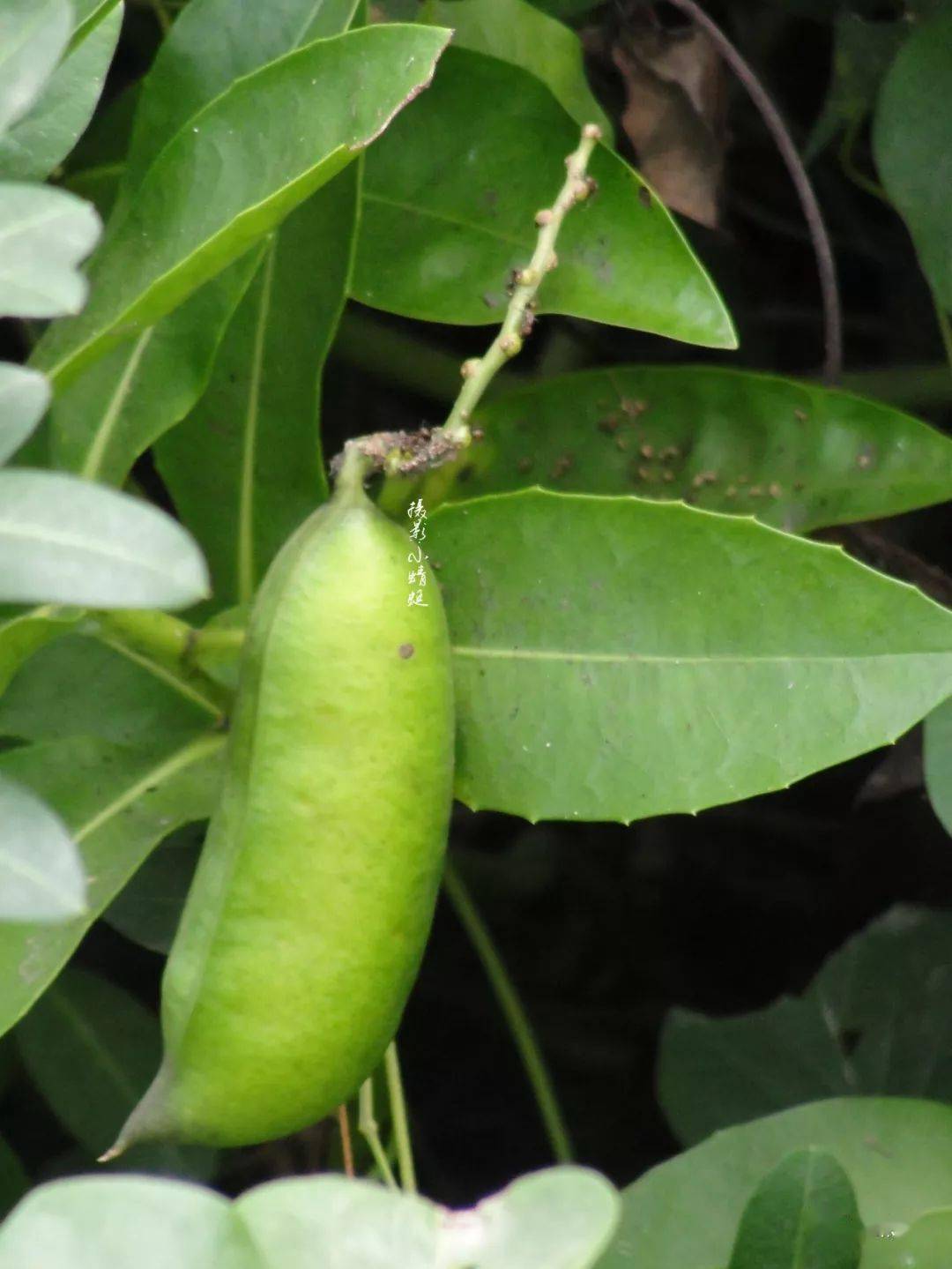 种植水笋致富_致富笋种植水位多高_笋种植