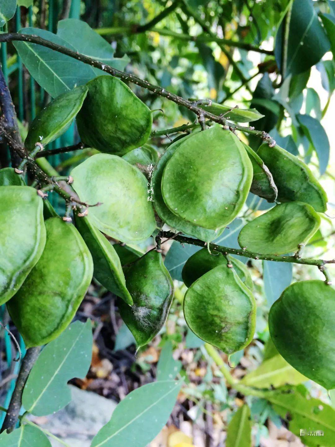 种植水笋致富_笋种植_致富笋种植水位多高