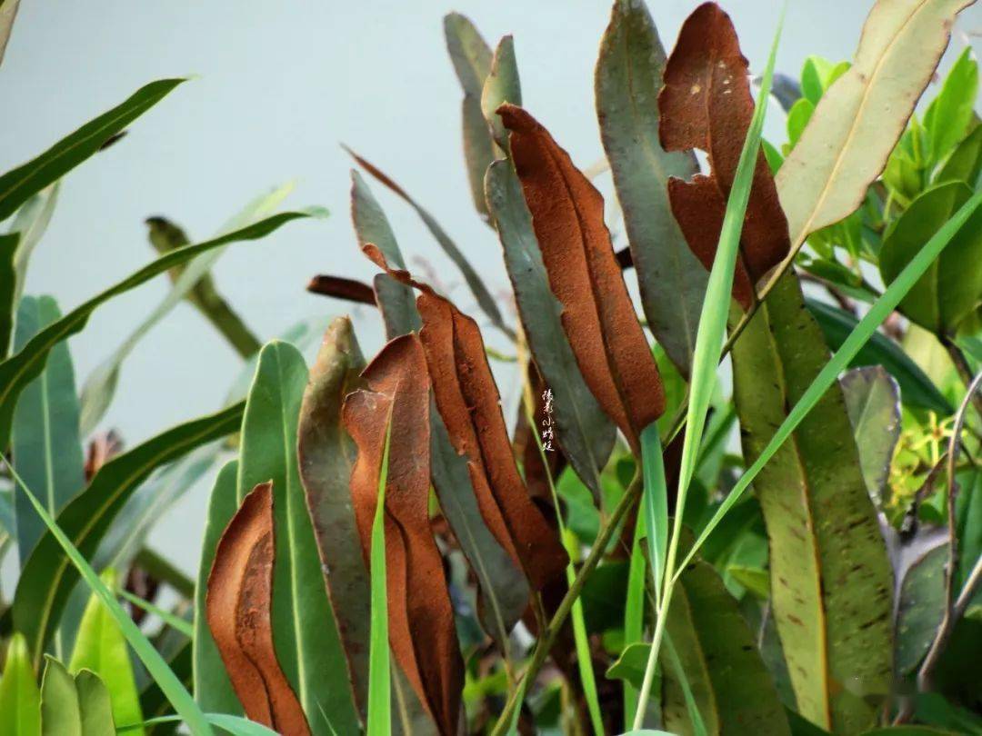 致富笋种植水位多高_笋种植_种植水笋致富