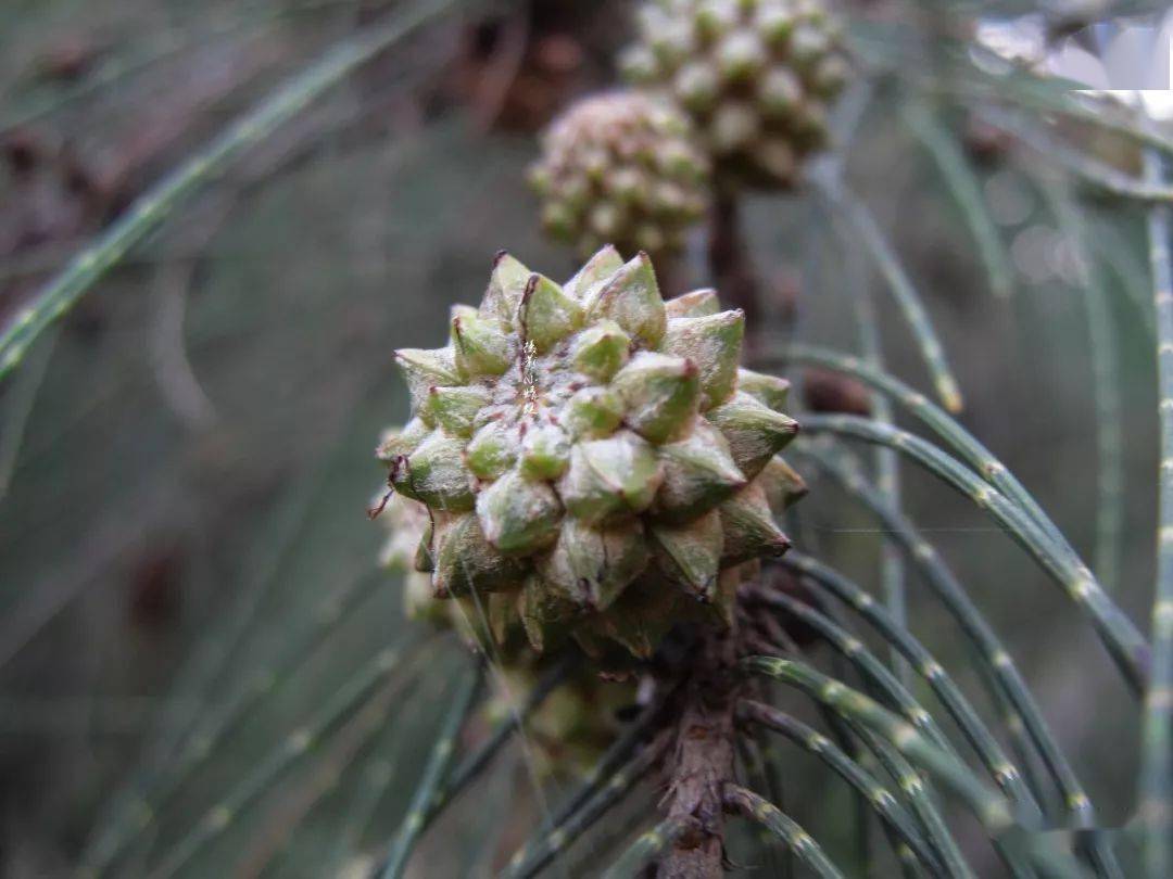 种植水笋致富_笋种植_致富笋种植水位多高