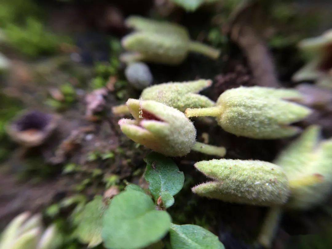 致富笋种植水位多高_种植水笋致富_笋种植